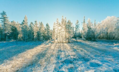 Zimowy spacer o poranku: Jakie korzyści przynosi kontakt z naturą zimą?