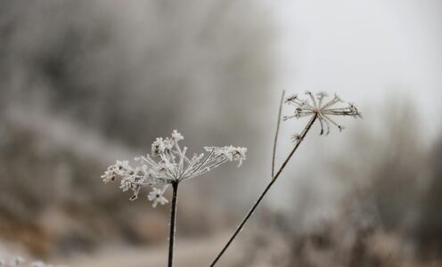 Kontakt z naturą, a poprawa stanu psychicznego 
