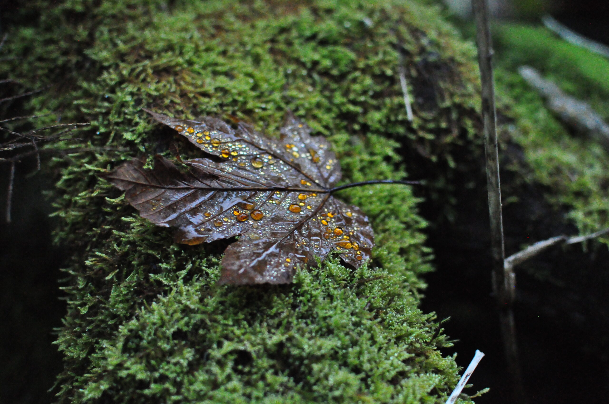 Natura jako terapeuta – jak las leczy nasz stres i zmęczenie