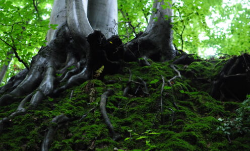 Akademia Bushcraftu i Survivalu dla Mężczyzn